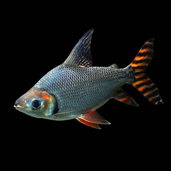 Daejeon Straight striped Phoenix fish