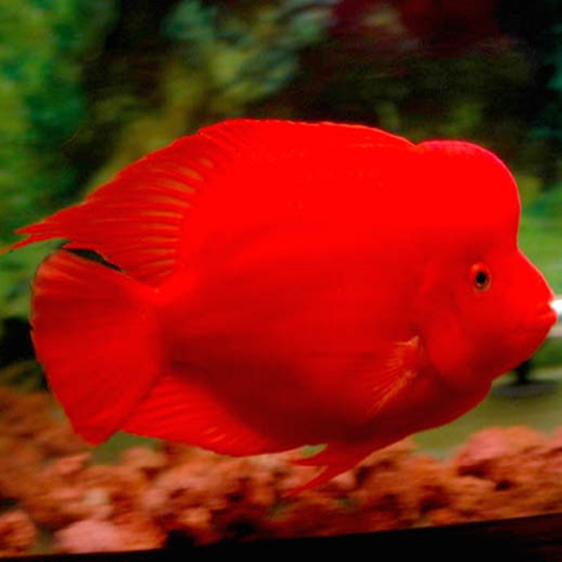 Daejeon Caishen parrot fish - red Caishen fish