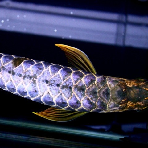 Daejeon Blue backed Arowana