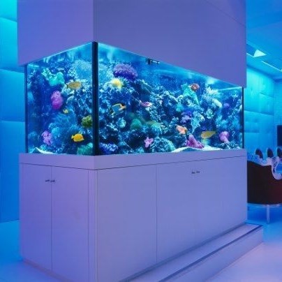 Daejeon Fish tank customized