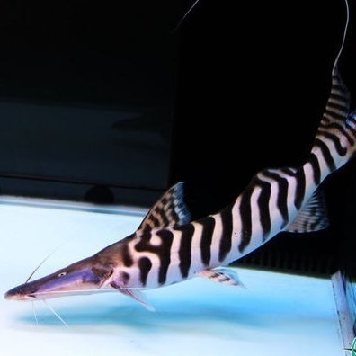 Daejeon Zebra duck billed fish