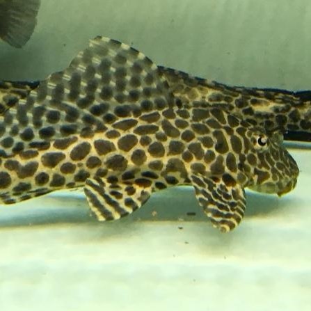 Daejeon Leopard fish