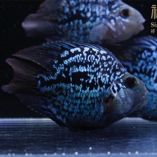 Daejeon Black card fish