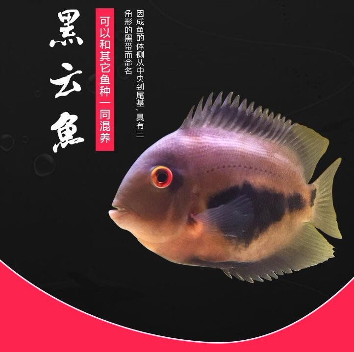 Daejeon Black cloud (auspicious) fish