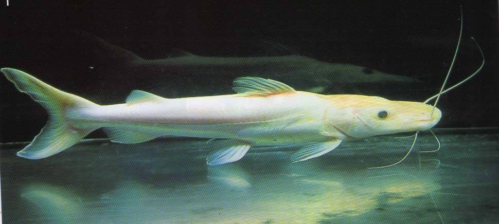 Daejeon Albino duck billed fish