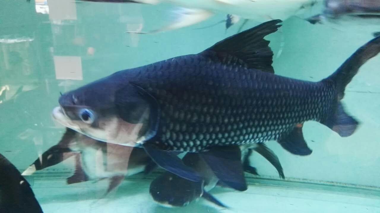 Daejeon Siamese giant carp