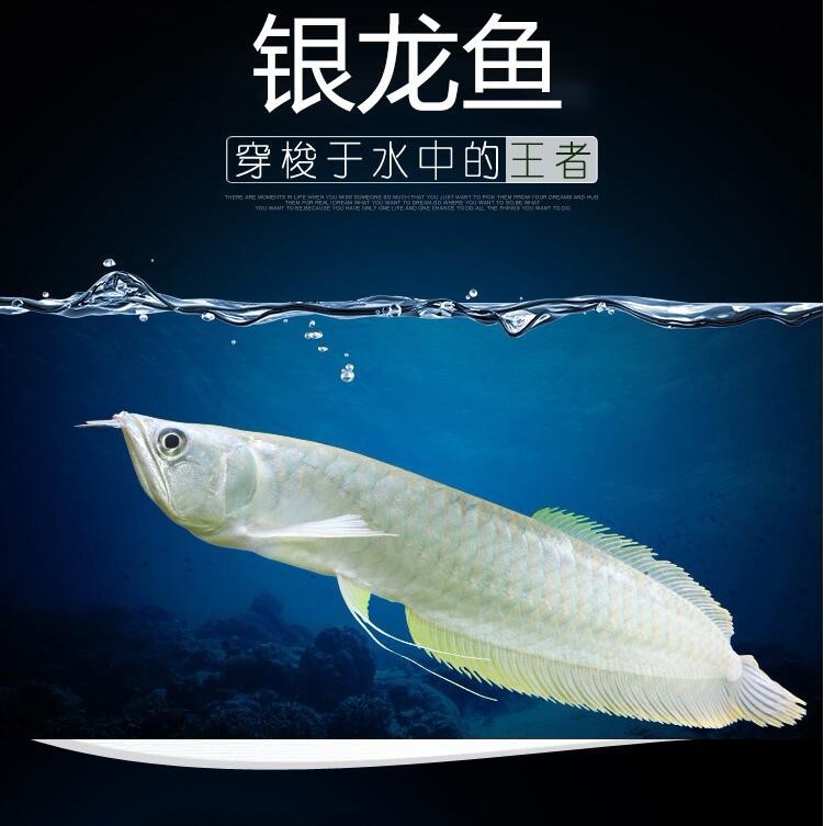 Daejeon Silver Arowana