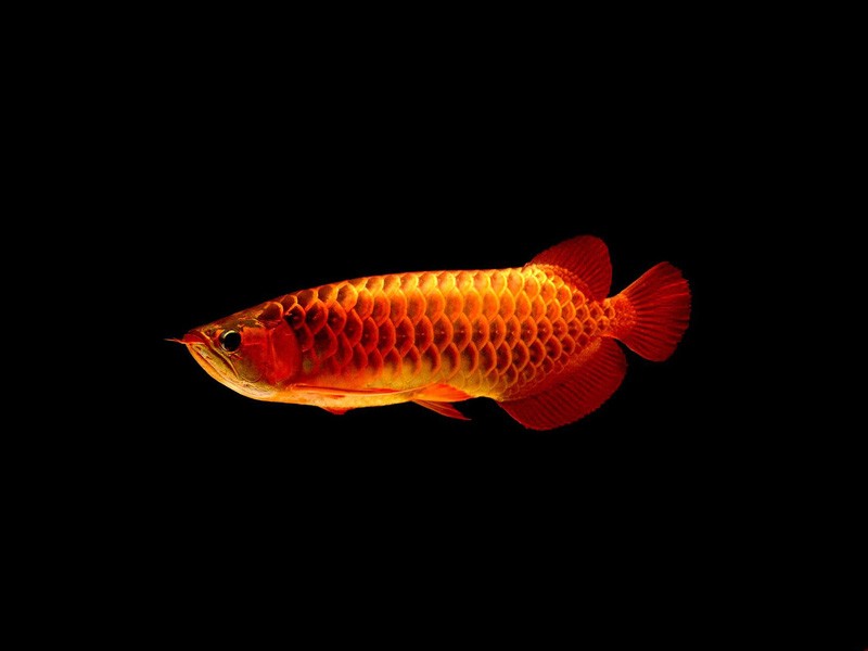 Daejeon Red arowana with blue background