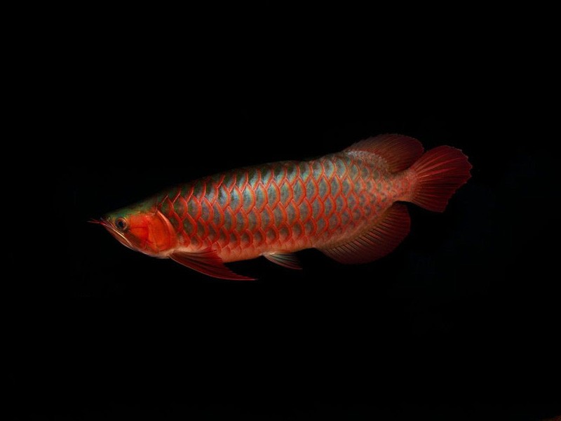 Daejeon Red arowana with green bottom