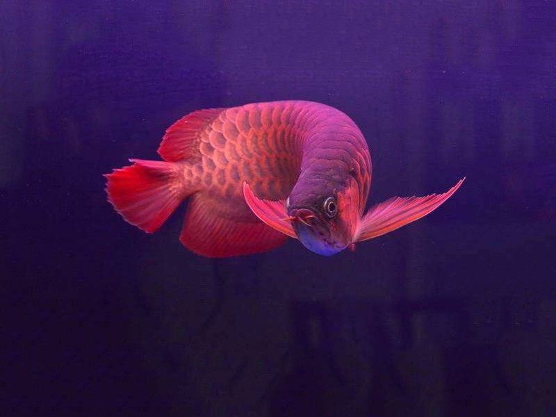 Daejeon Chili red arowana 2