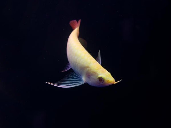 Daejeon Albino red Arowana