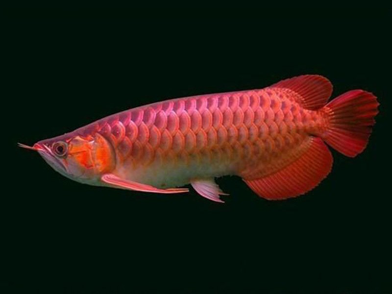 Daejeon Chili red Arowana