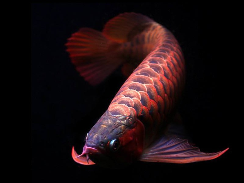 Daejeon Orange red Arowana