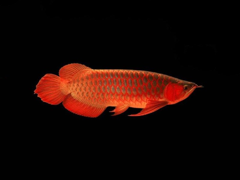 Daejeon Red bottom red Arowana