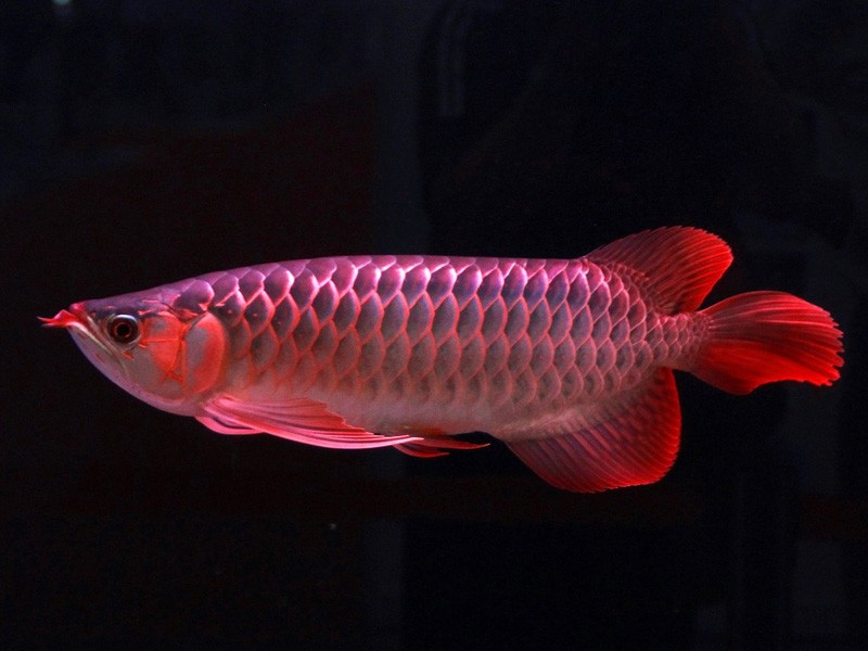 Daejeon Great Lake red Arowana